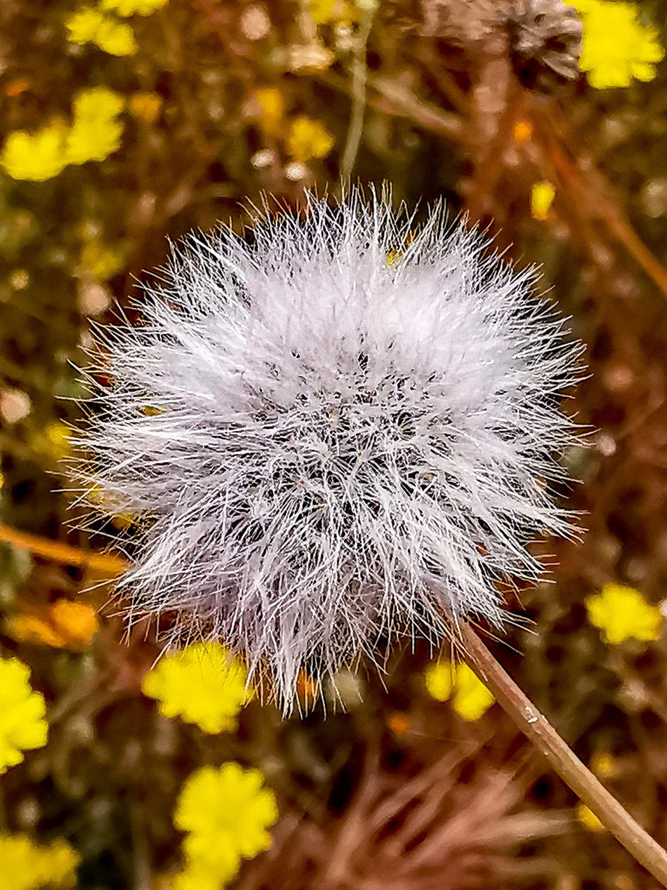 CLOSE-UP OF DANDELION AGAINST WHITE WALL