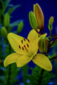Close-up of yellow flower blooming outdoors