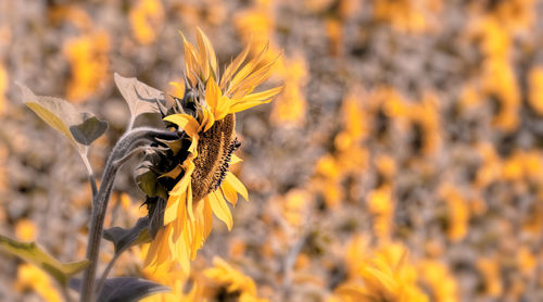 Close-up of insect on yellow flower