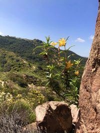 Close-up of yellow flowering plants and rocks against sky