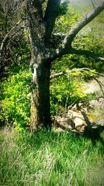 Tree in grass