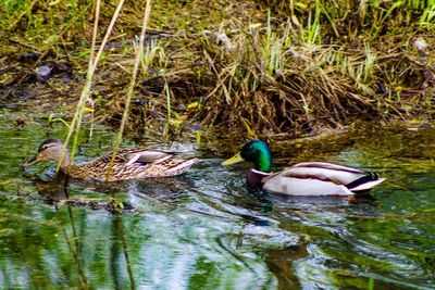 Ducks swimming in lake