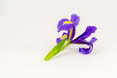 Close-up of purple flowering plant against white background