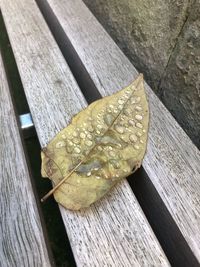 Close-up of leaf on wood