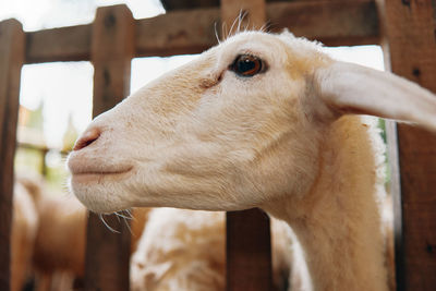 Close-up of goat