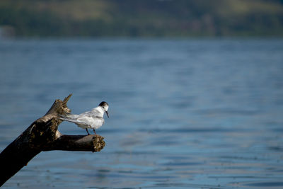 Bird perching on a wood