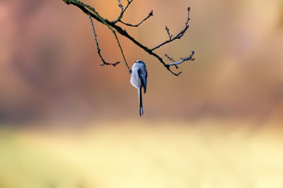 Close-up of bird on tree against sky