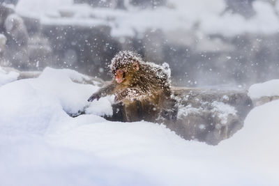 Midsection of monkey on snow