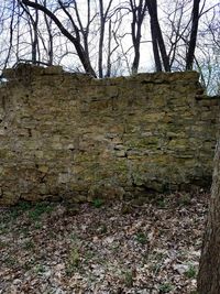 View of bare trees on field