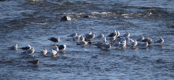 Flock of birds swimming in sea