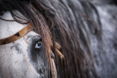 Close-up of horse