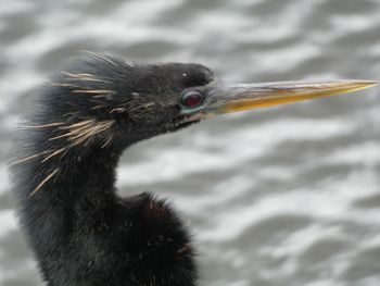 Close-up of a bird