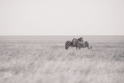 Zebras on field