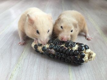 High angle view of hamsters eating corn on table