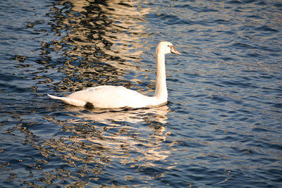 Swan swimming in lake