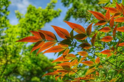 Close-up of leaves on tree