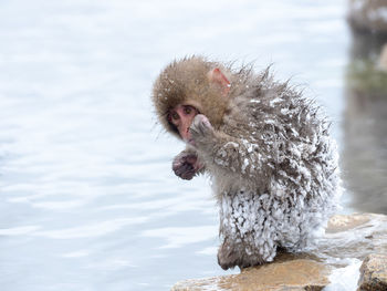 Monkey on a snow