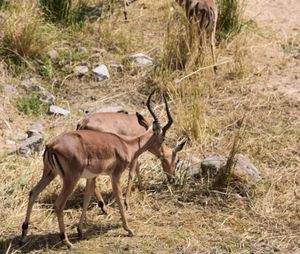 Deer in a field