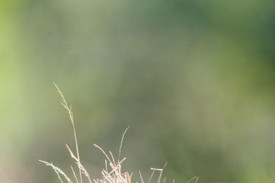 Close-up of plant against blurred background