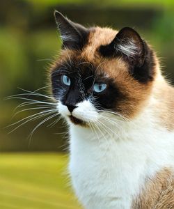 Close-up portrait of cat