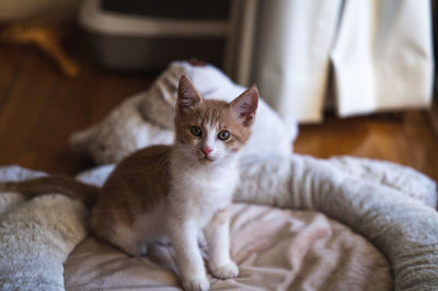 pet