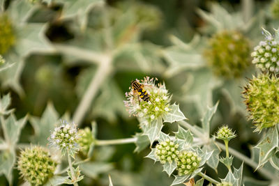 Close-up of bee pollinating on flower