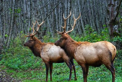 Deer in a forest