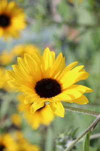 Close-up of yellow flower