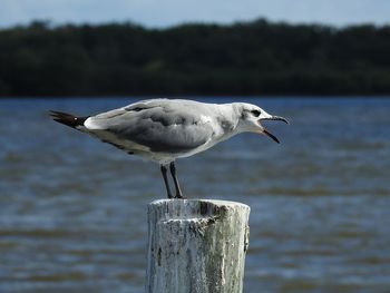 Close-up of seagull perching on wooden post