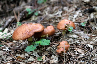 Close-up of mushroom growing in forest