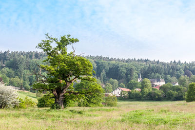 Trees on countryside landscape