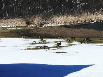 Birds in lake during winter