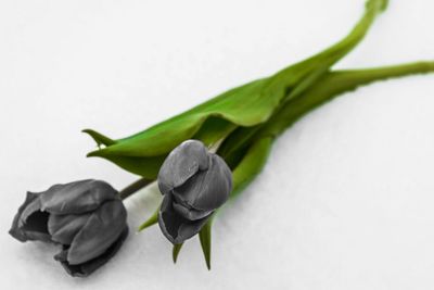 Close-up of fresh flowers over white background