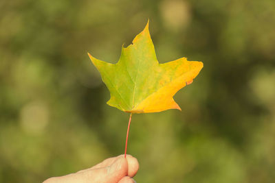 Close-up of hand holding yellow leaf