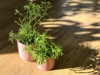 Close-up of potted plant on table