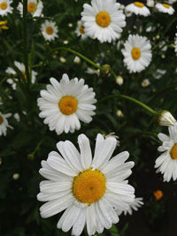 Close-up of white daisy flowers