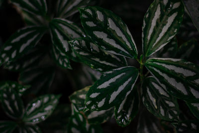 Close-up of green leaves