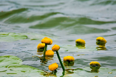 Close-up of yellow flowers floating on water