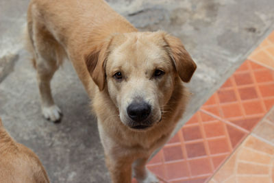 High angle portrait of dog on floor