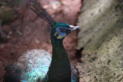 Close-up of peacock