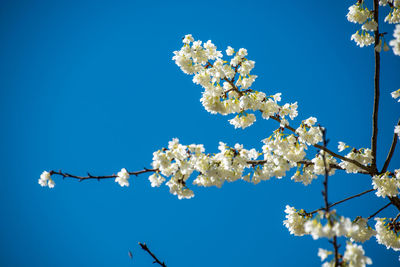 Low angle view of cherry blossom against clear blue sky