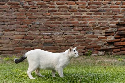 Cat standing against brick wall