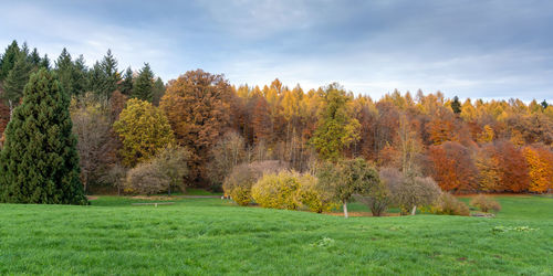 Trees on field against sky