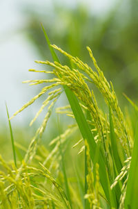 Close-up of wheat growing on field