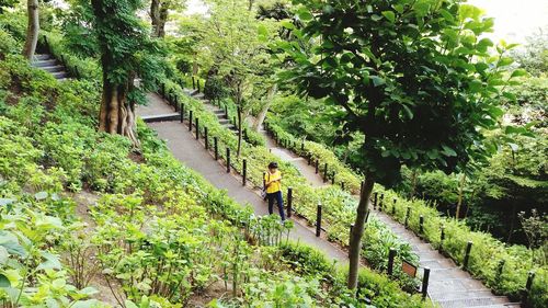 Footpath amidst trees