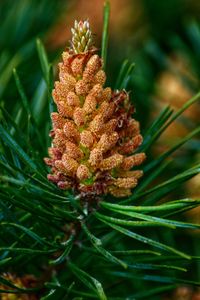 Juniper cone