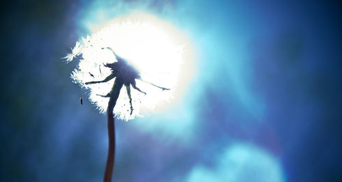 Low angle view of silhouette flower against blue sky