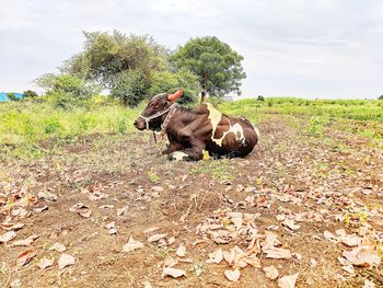 Indian bull in a field