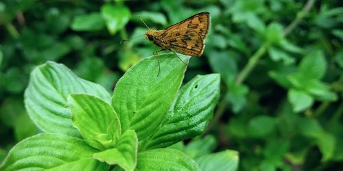 Close-up of butterfly on leaves