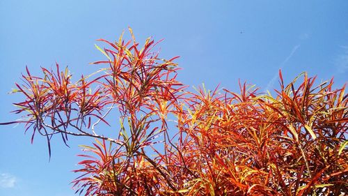 Low angle view of flower tree against clear blue sky